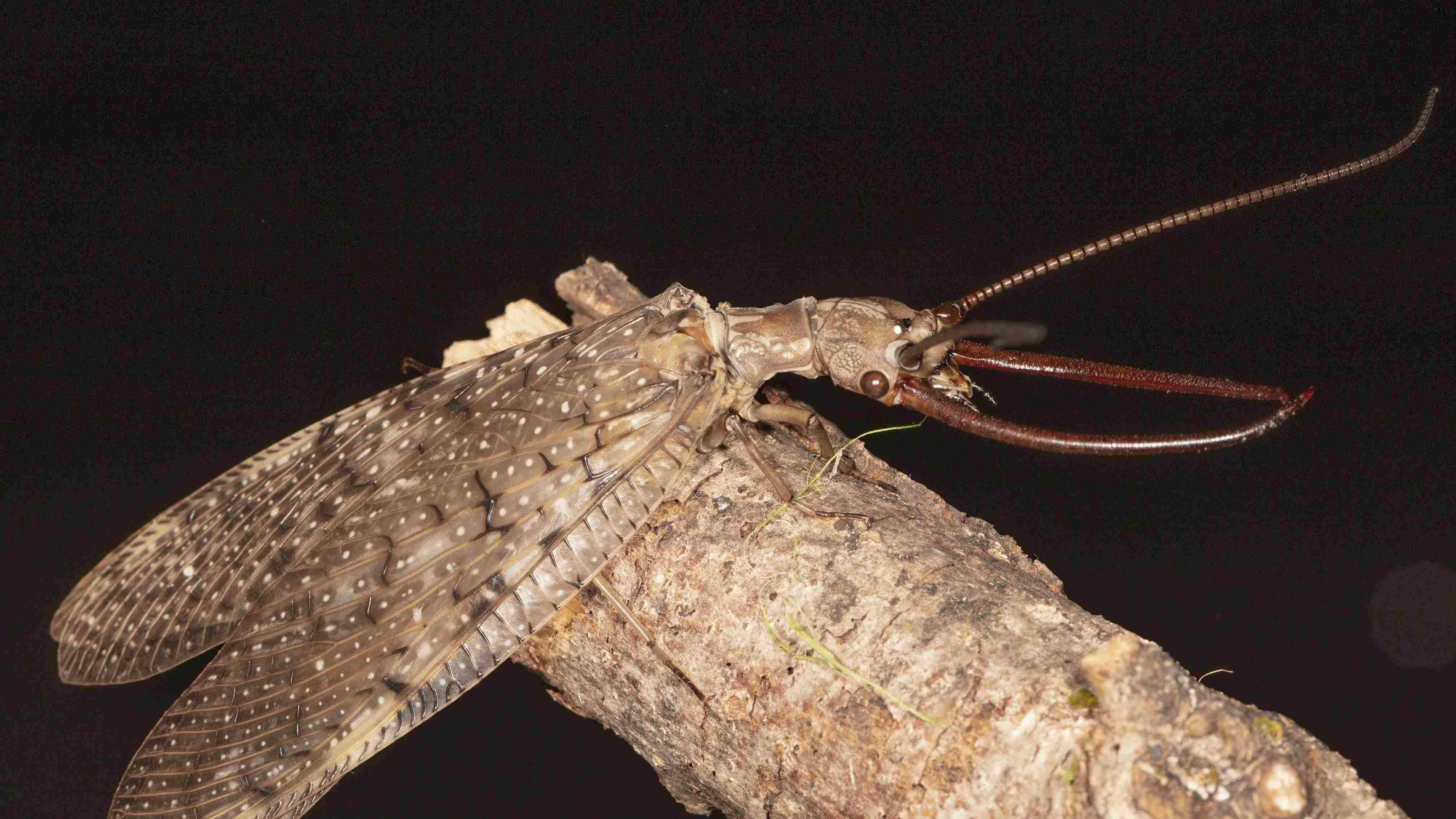 10-dobsonfly-fun-facts