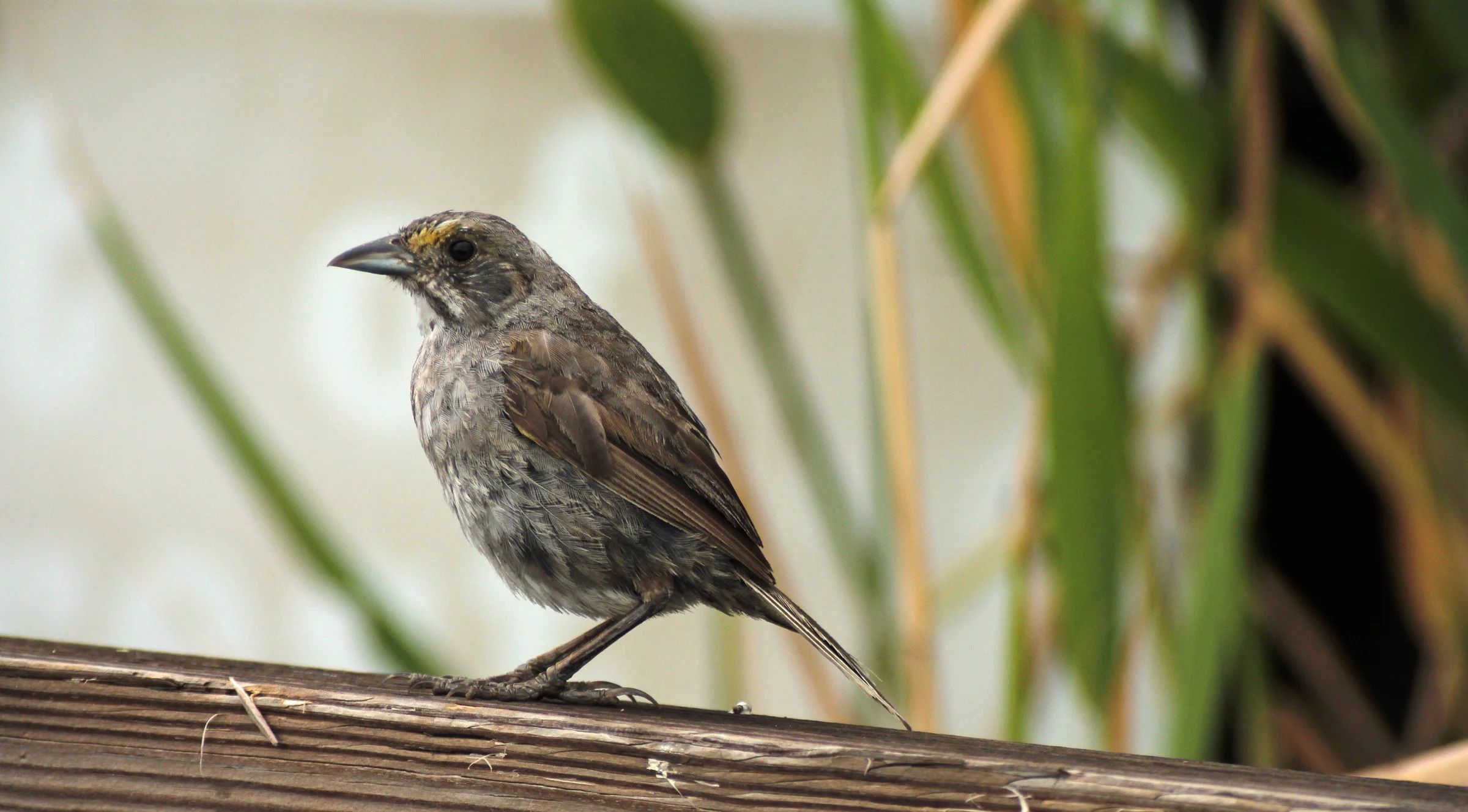 10-dusky-seaside-sparrow-facts
