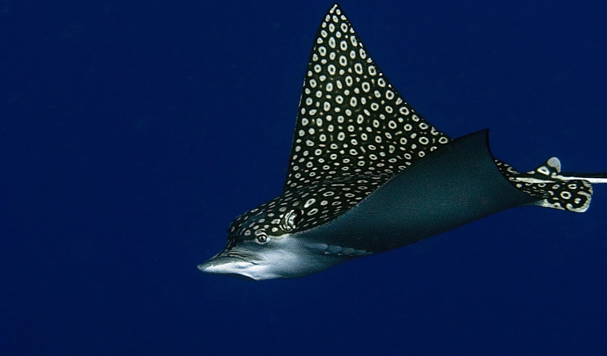 10-eagle-ray-facts
