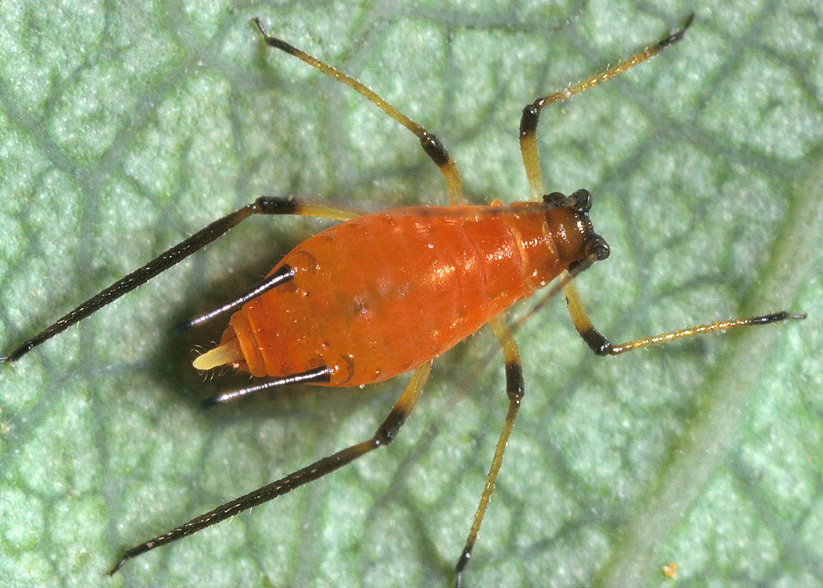 10-facts-about-aphids