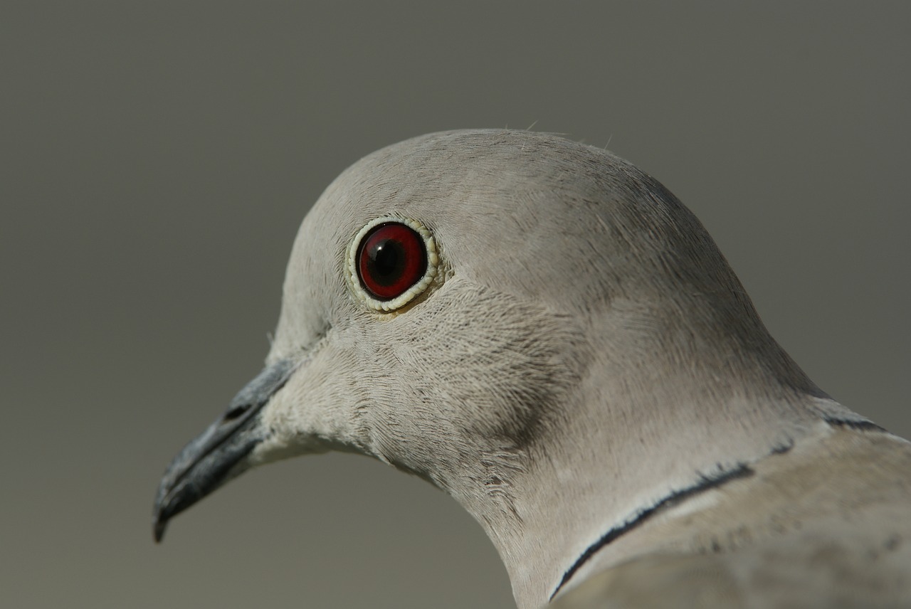 10-facts-about-doves-eyes