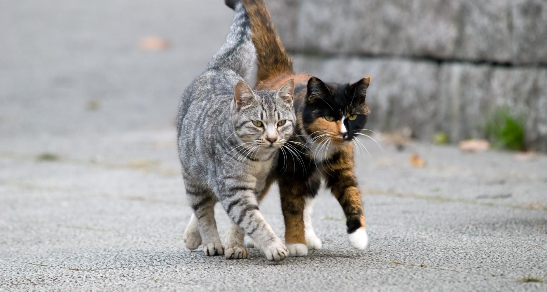 10-facts-about-feral-cats