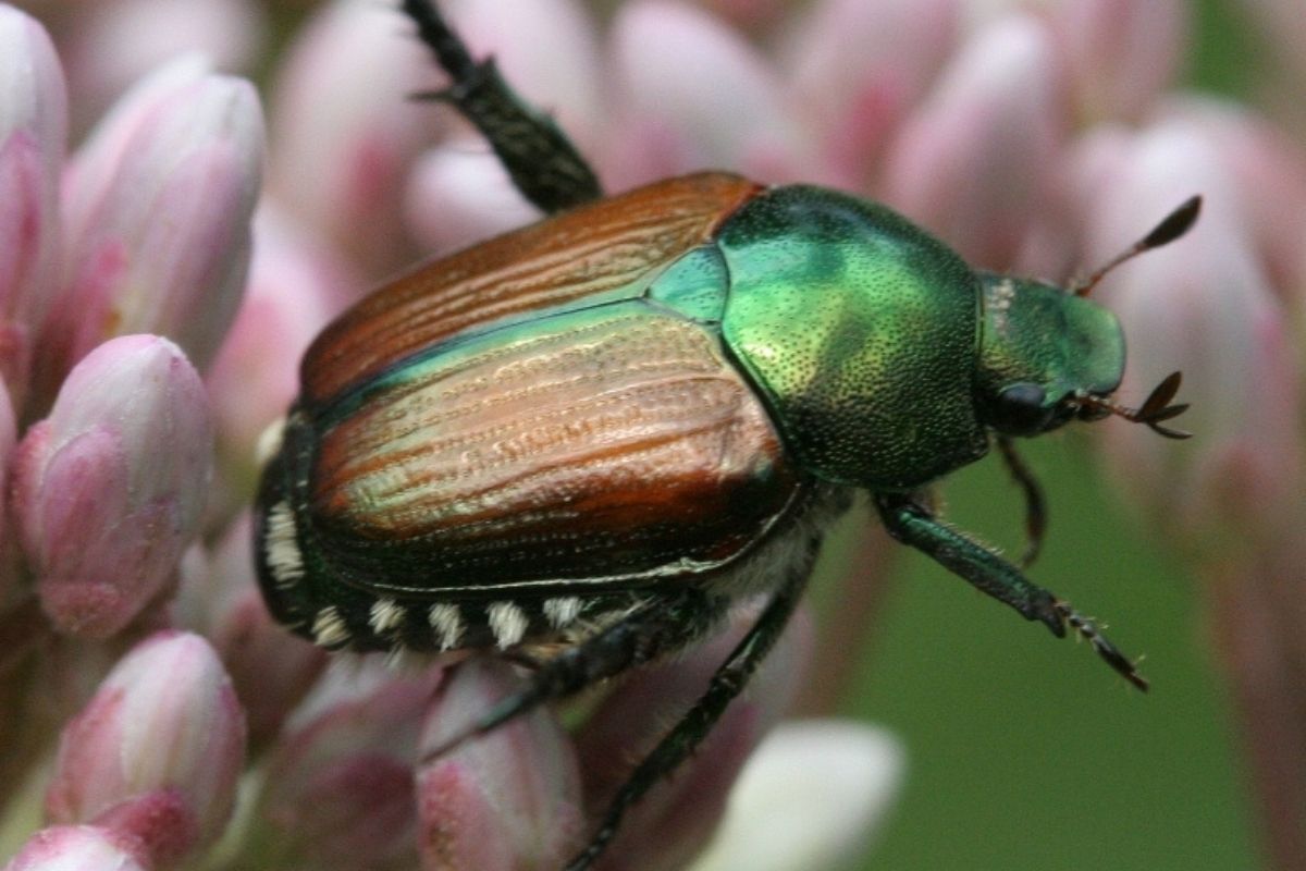 10-facts-about-japanese-beetles