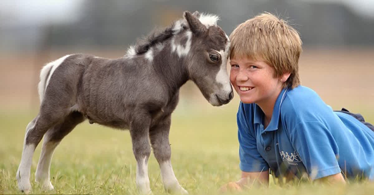 10 Facts About Miniature Horses Facts