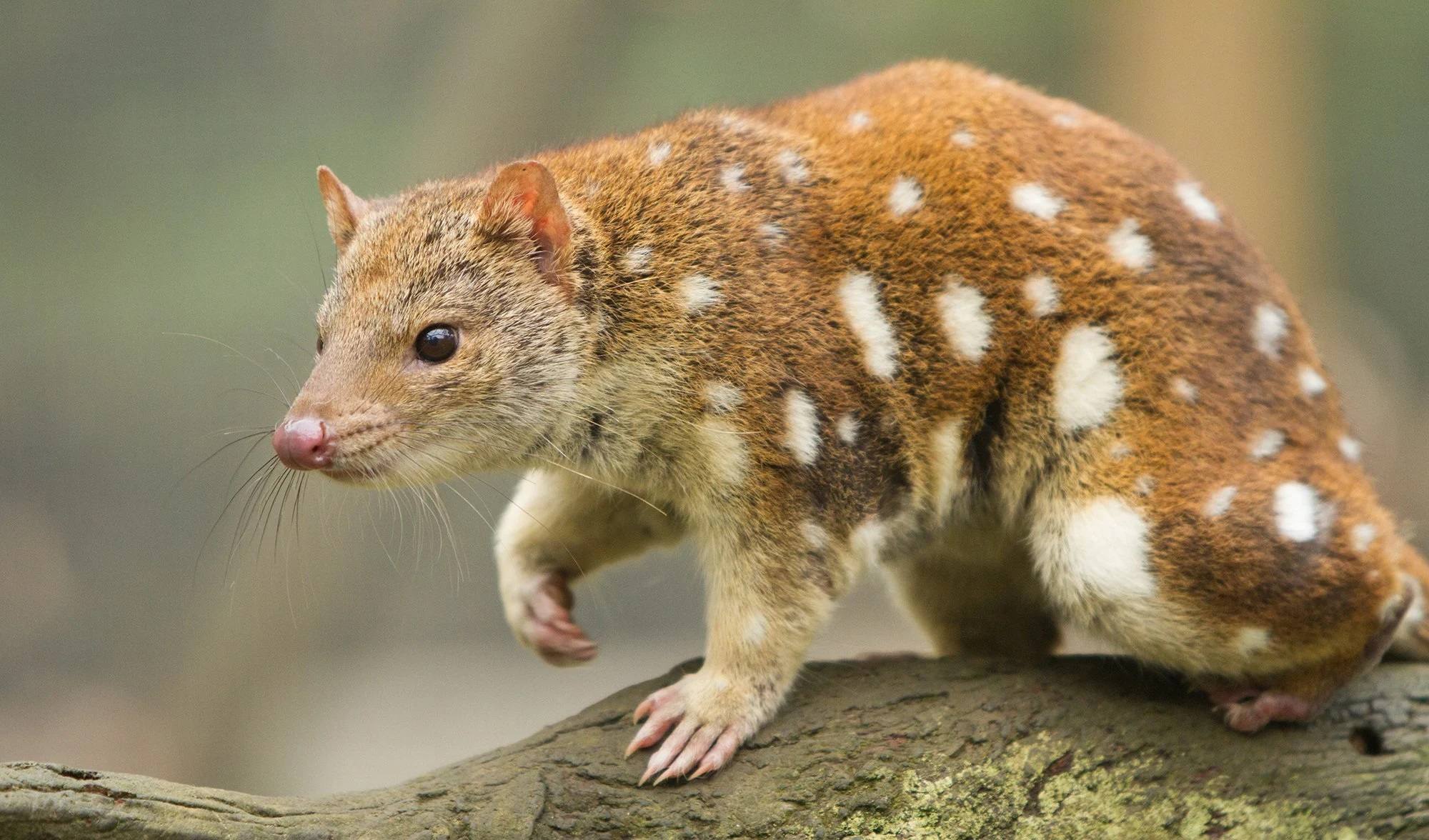 10-facts-about-quolls
