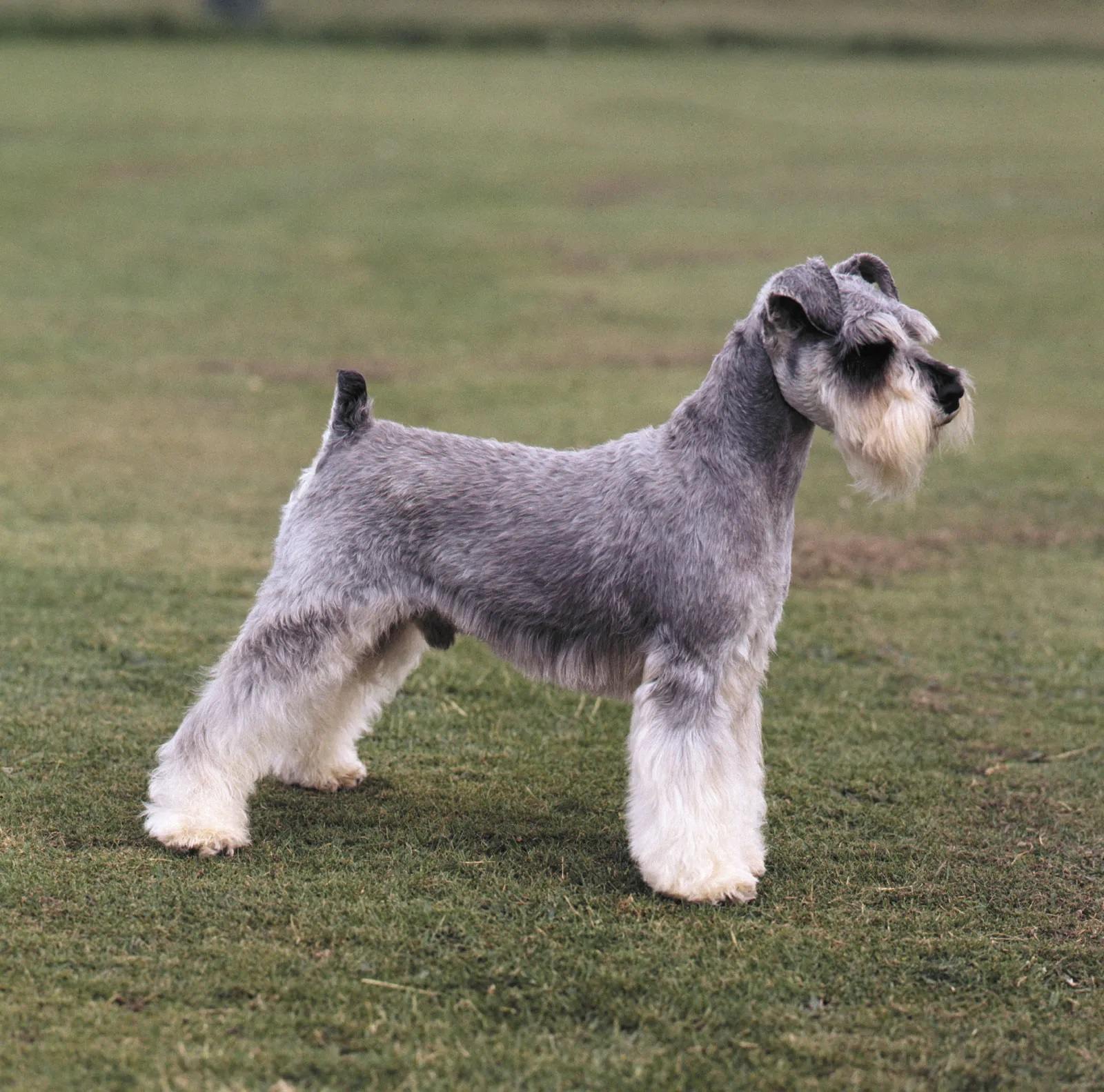 Miniature Schnauzer Dog Breed, Origin, History, Personality & Care Needs