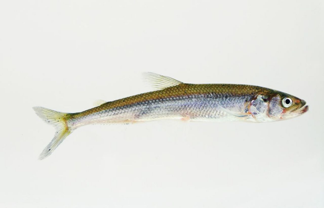 10-facts-about-smelts