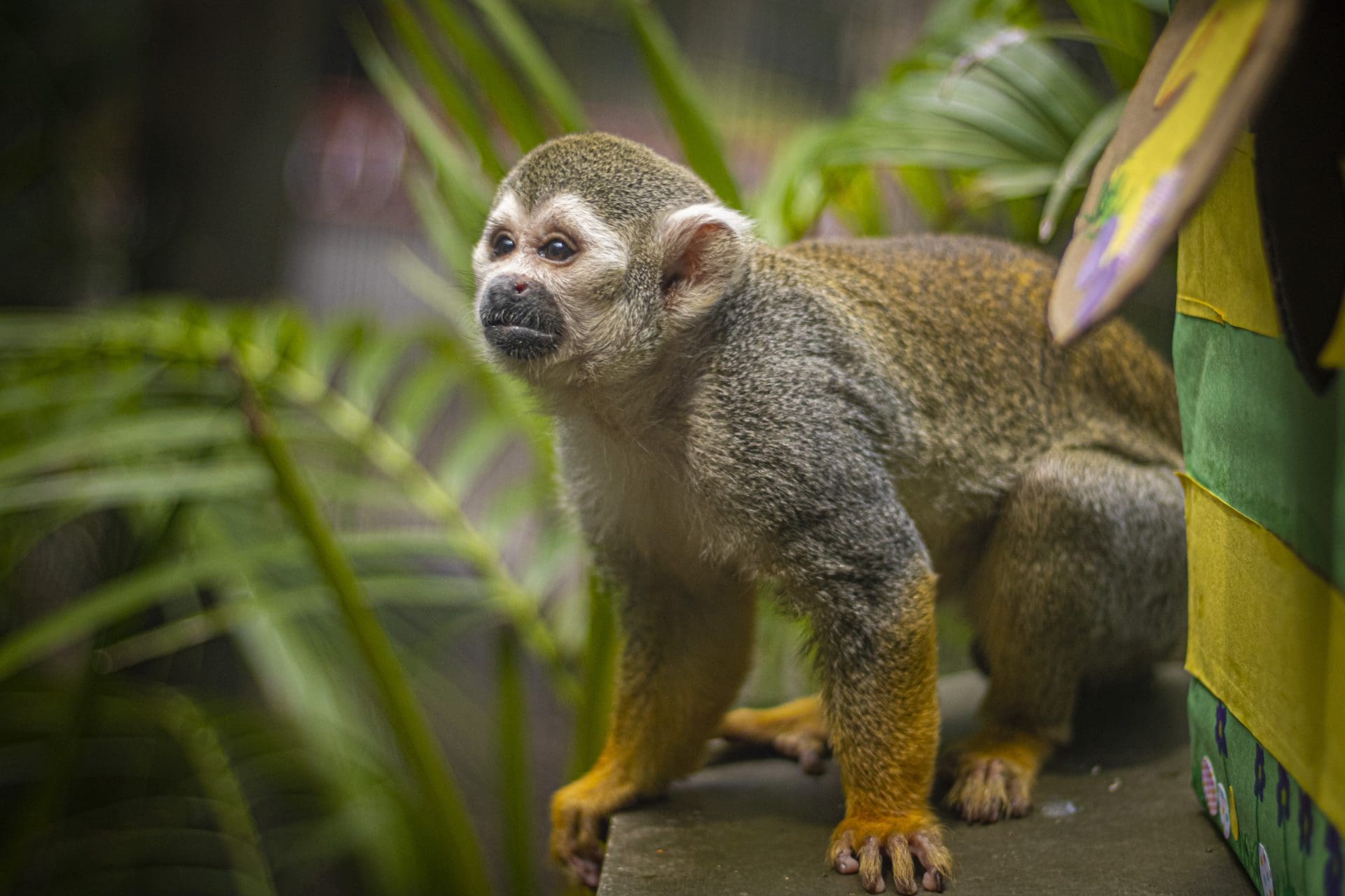 10-facts-about-squirrel-monkeys