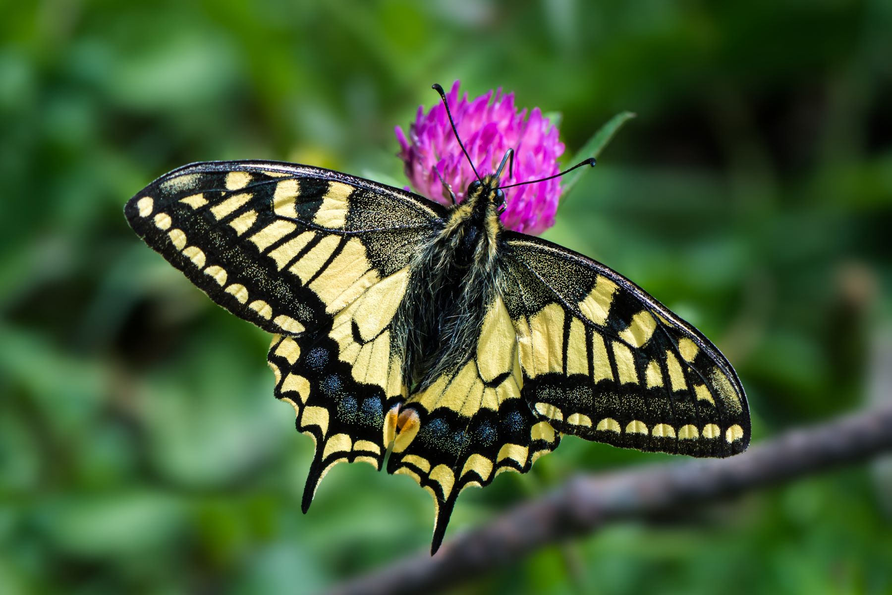 10-facts-about-swallowtail-butterflies