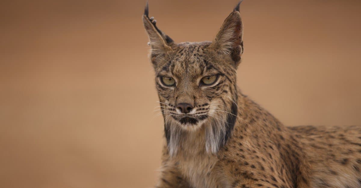 10-facts-about-wild-cats