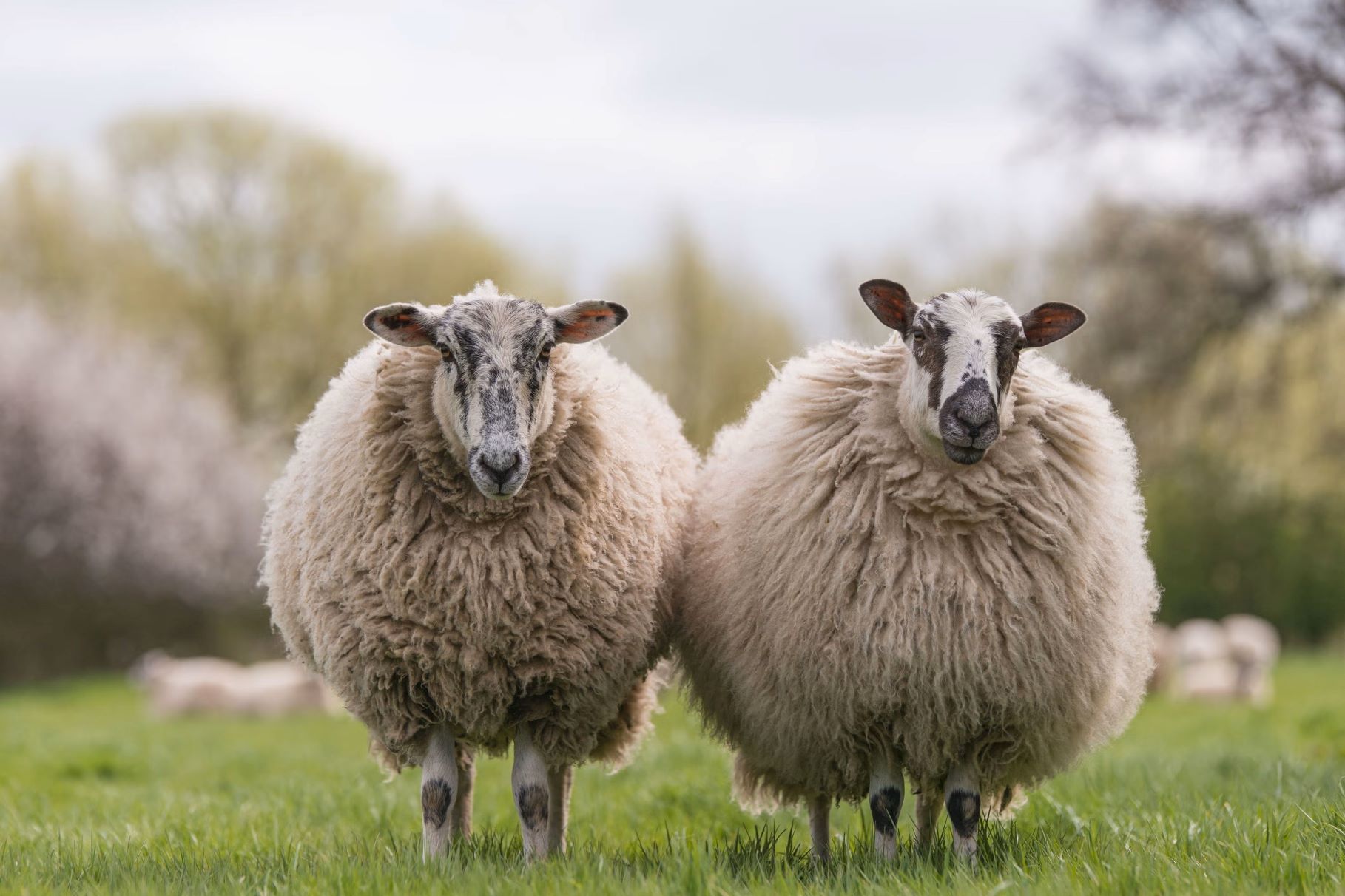 10-facts-about-wool