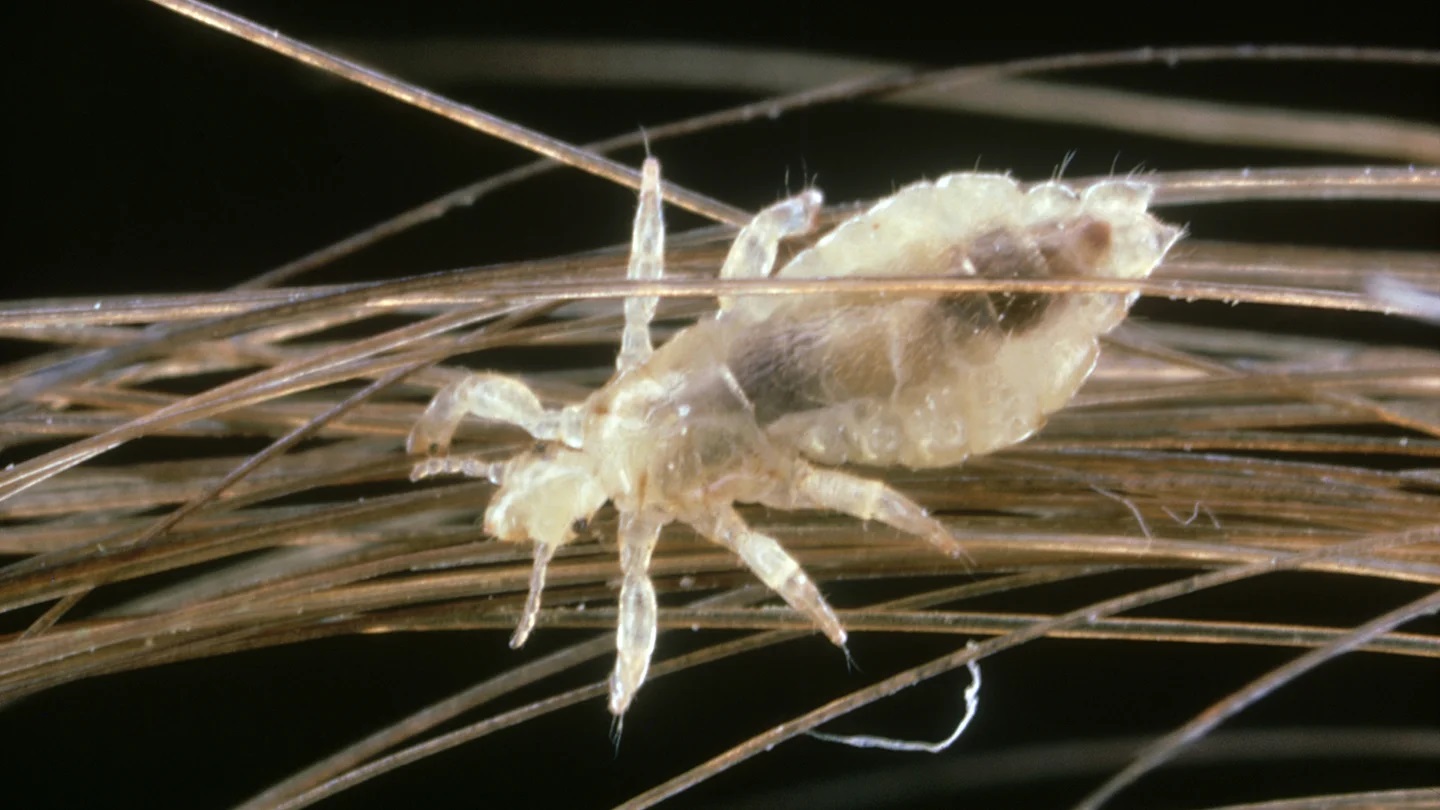 10-facts-of-lice