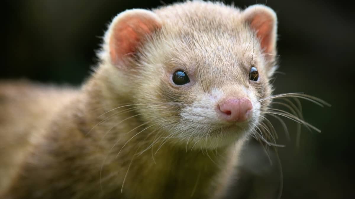 10-ferrets-facts-for-kids