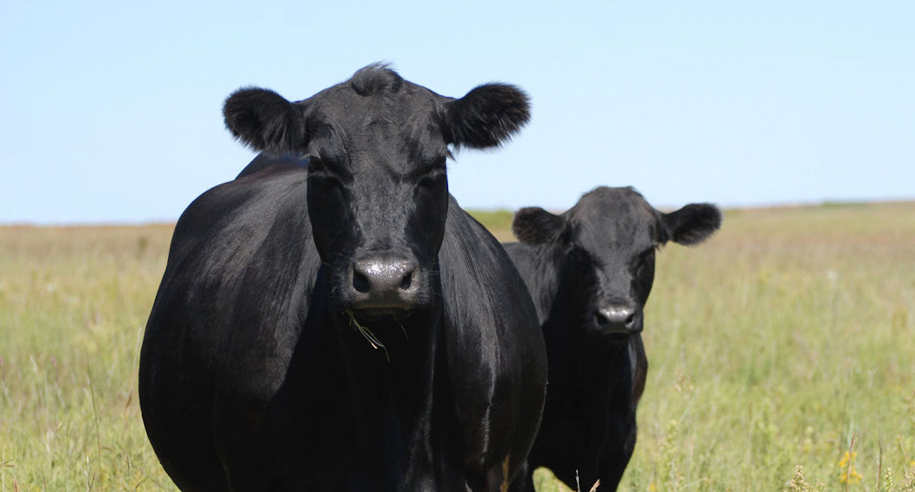 10-fun-facts-about-angus-cattle