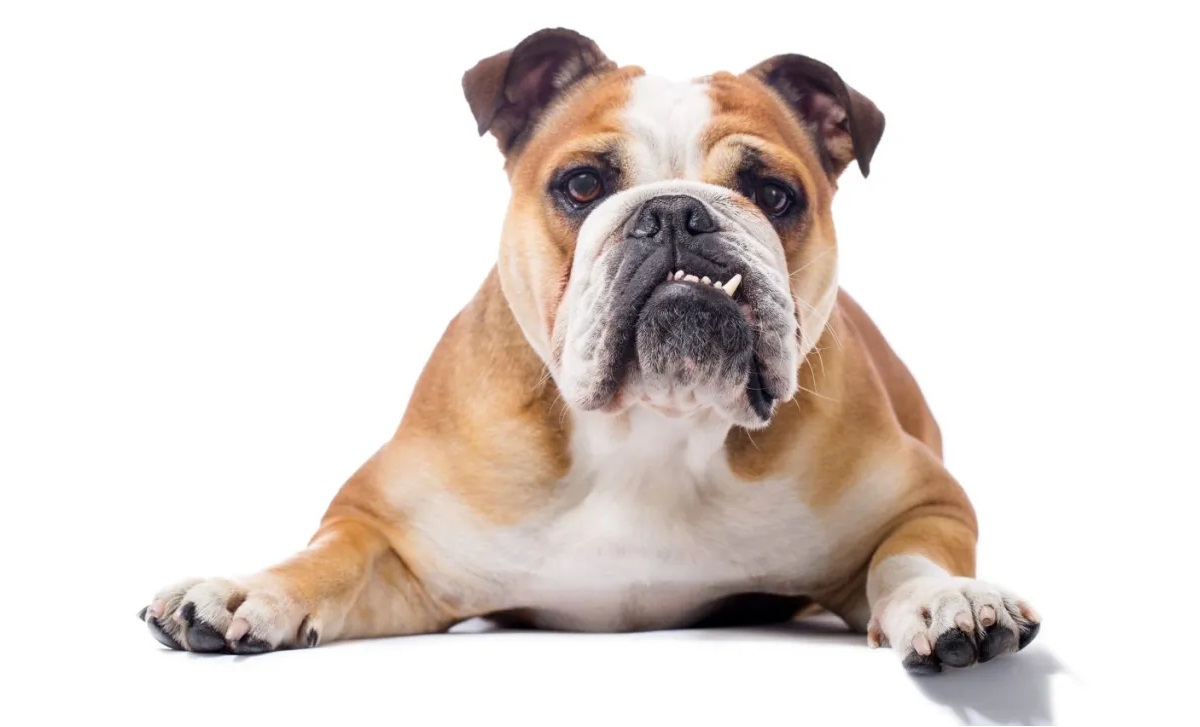 10-fun-facts-about-english-bulldogs