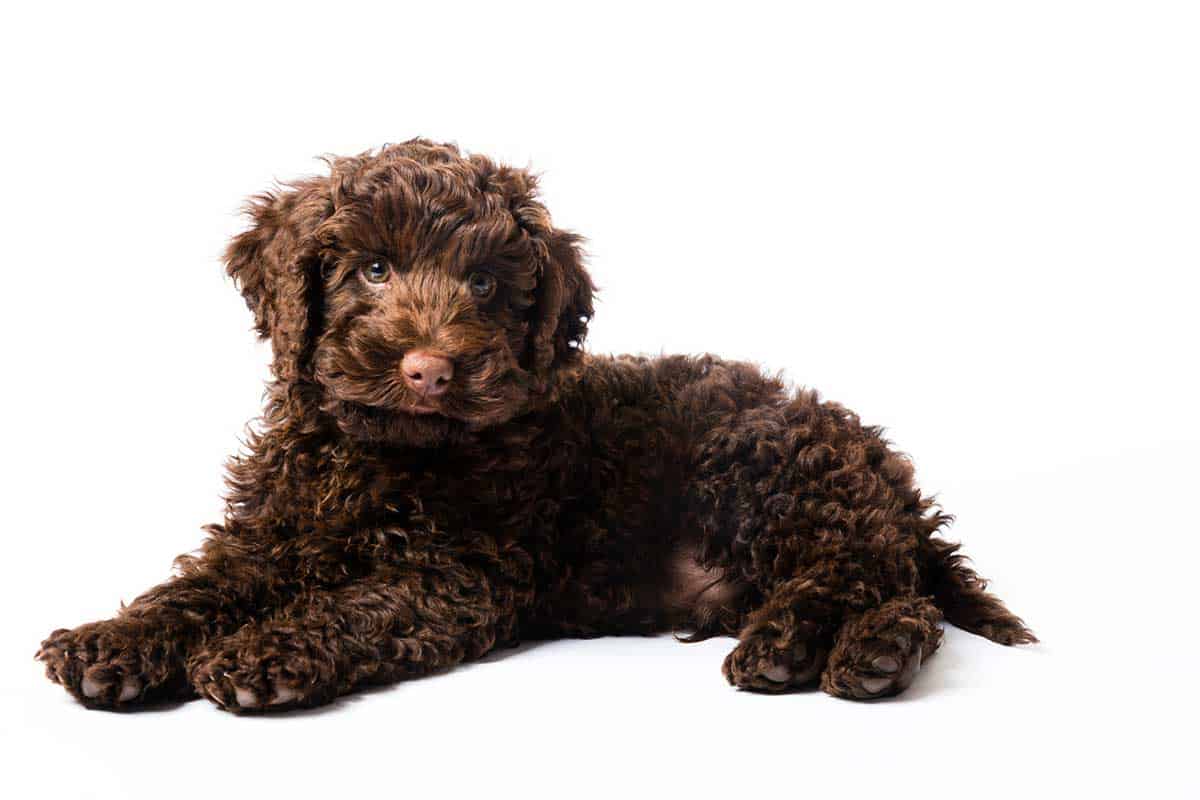 10-fun-facts-about-labradoodles