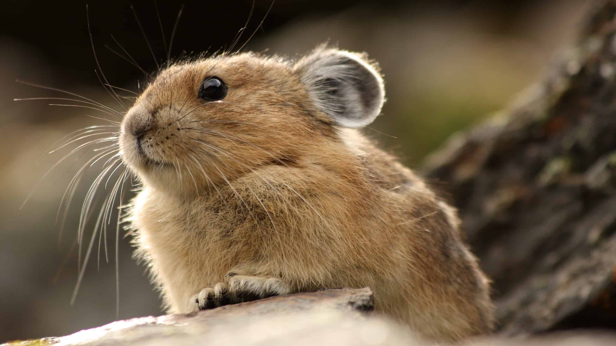 10-fun-facts-about-pikas