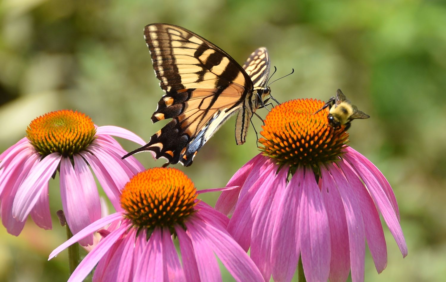 10-fun-facts-about-pollinators