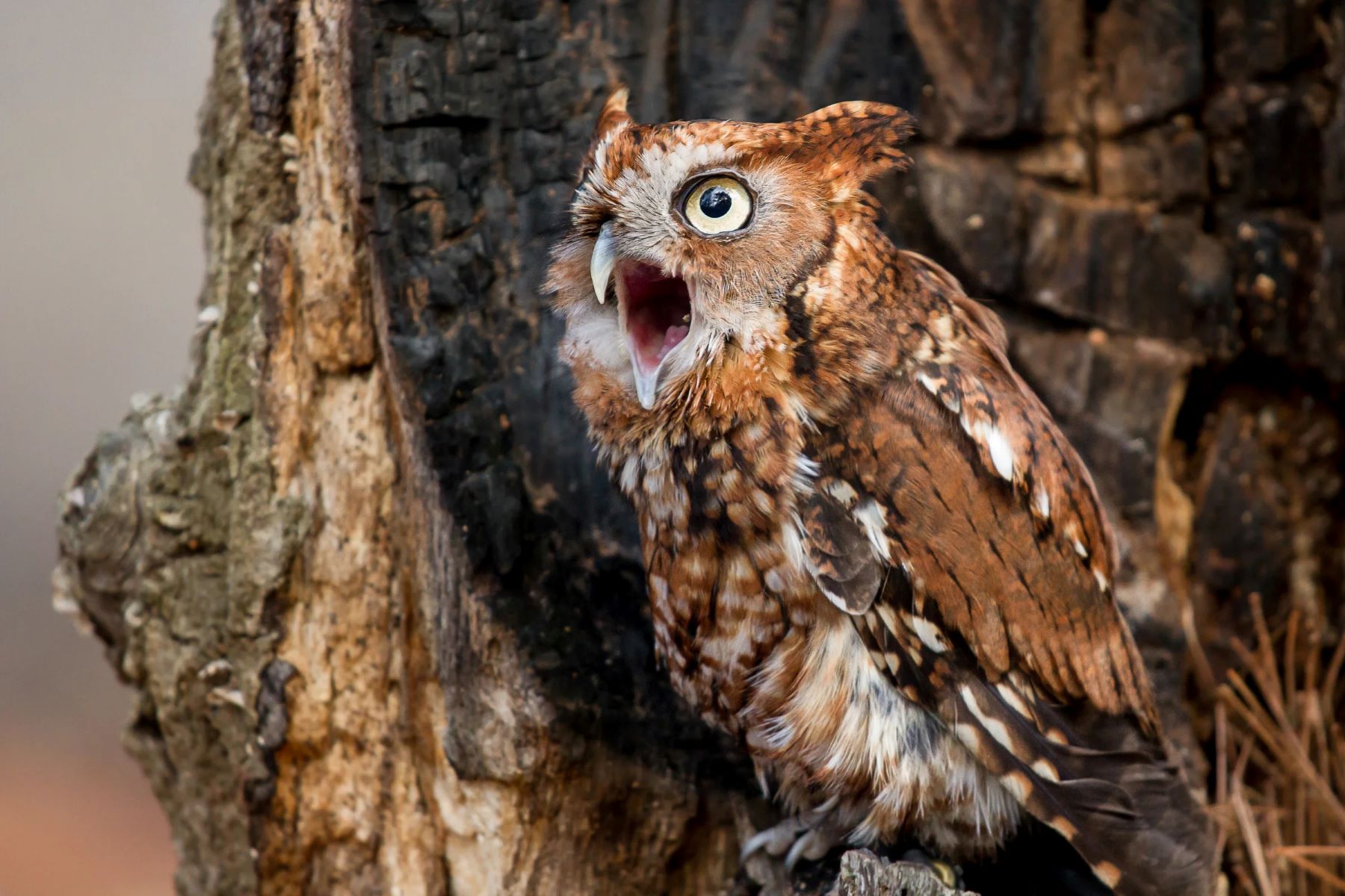 10-fun-facts-about-screech-owls