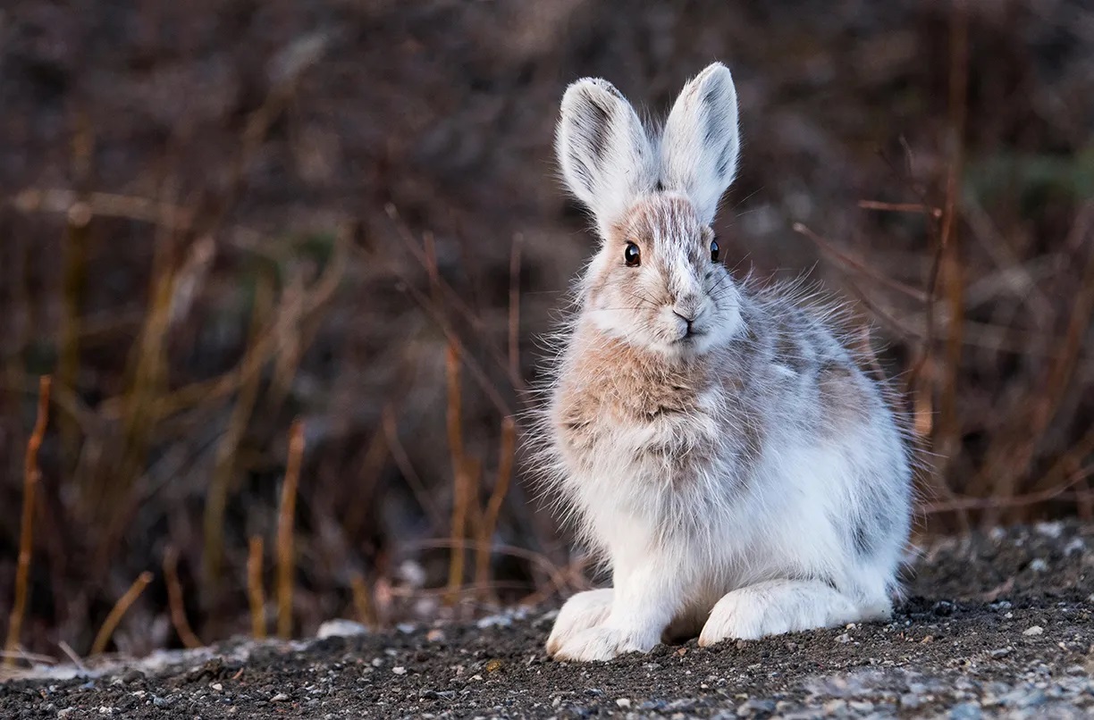 10-fun-facts-about-snowshoe-hares