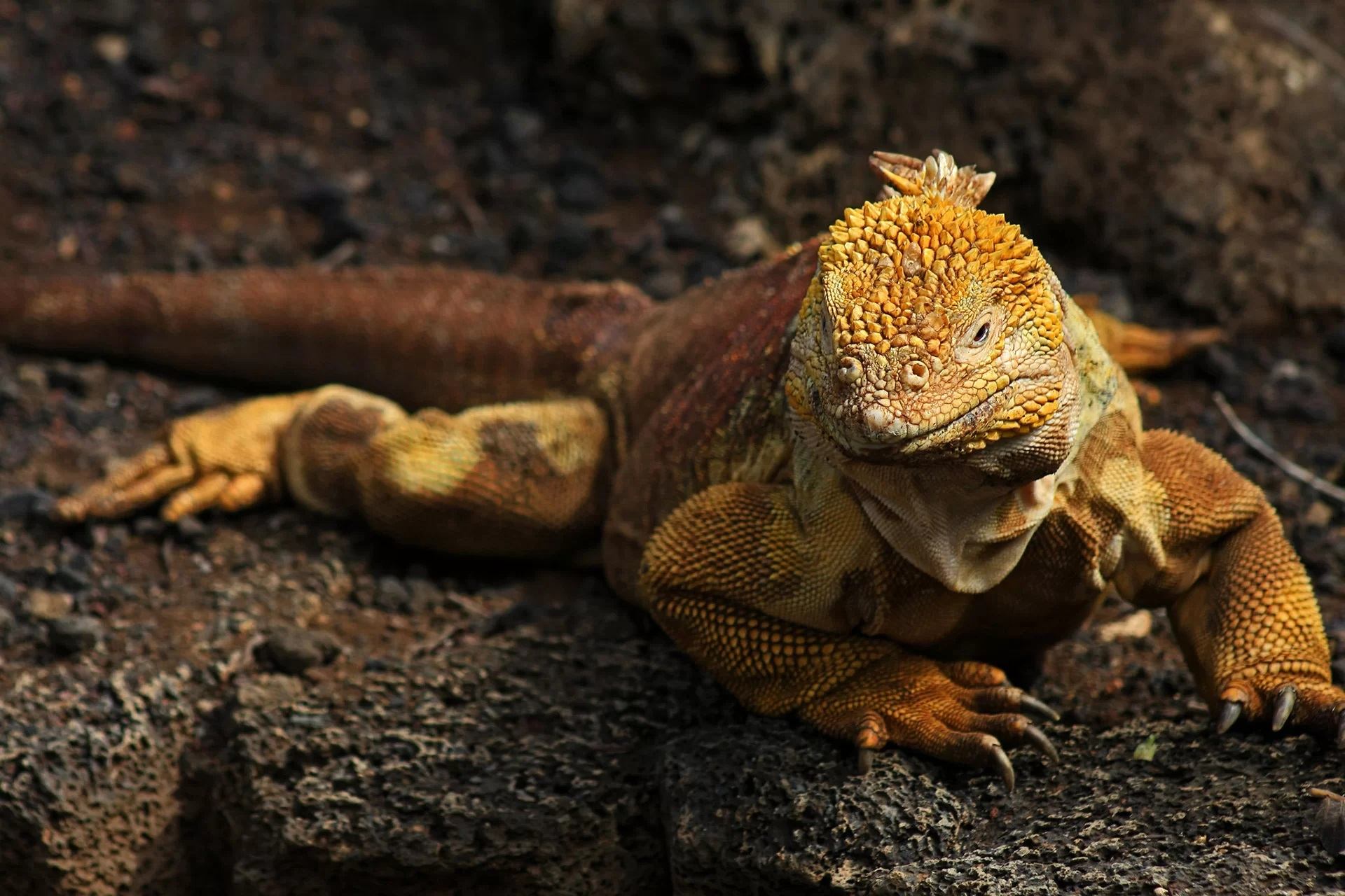 10-galapagos-land-iguana-facts