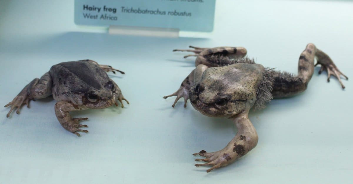 10-hairy-frog-facts
