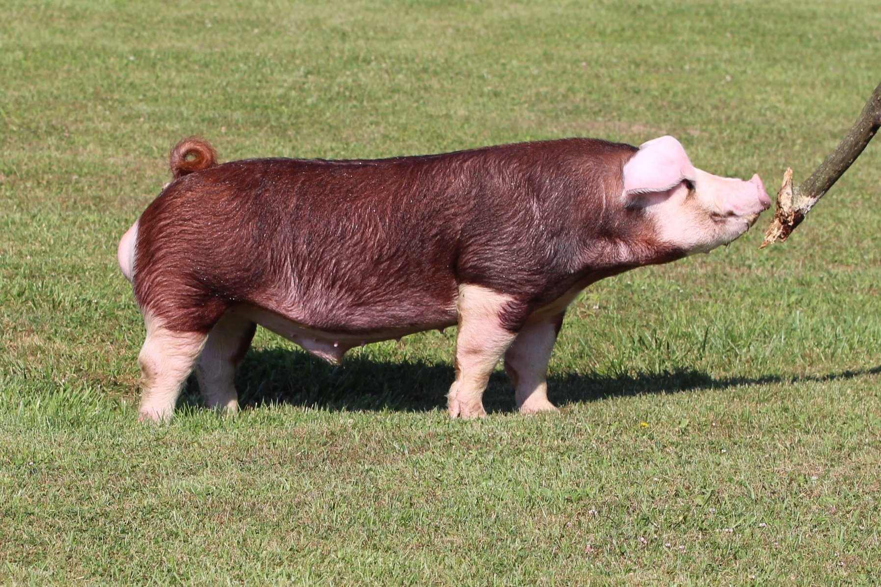 10-hereford-hog-facts