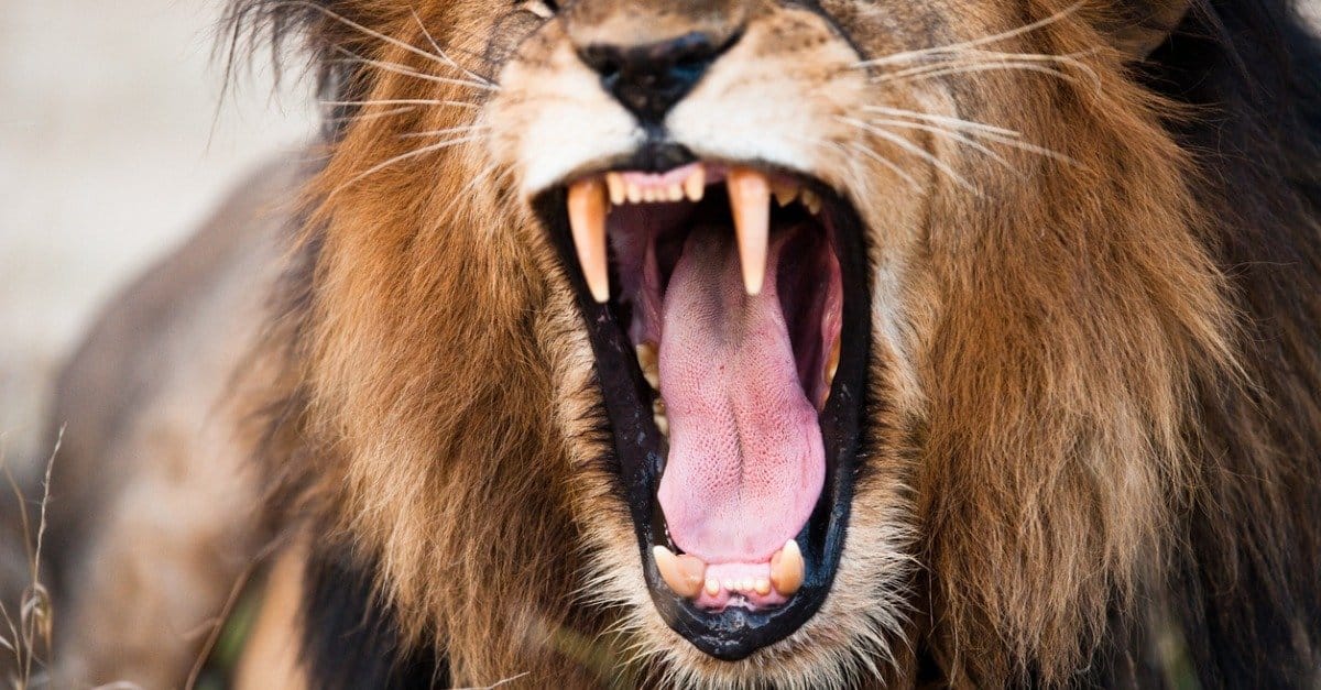 10-interesting-facts-about-lions-teeth