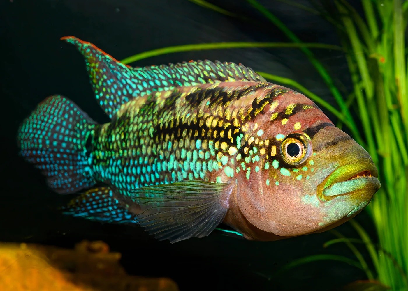 10-jack-dempsey-fish-facts