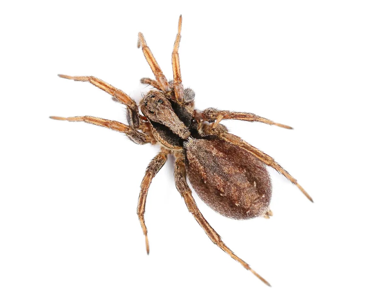 10-kauai-cave-wolf-spider-facts