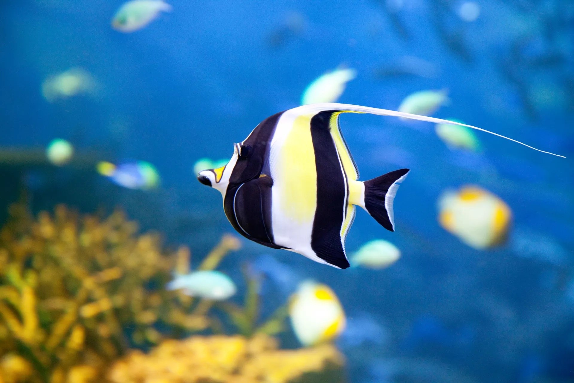 10 Moorish Idol Fish Facts Facts