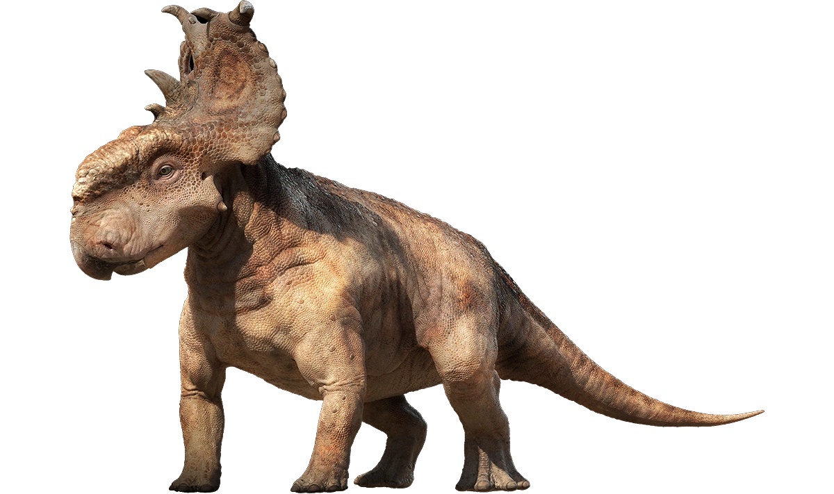 10-pachyrhinosaurus-facts