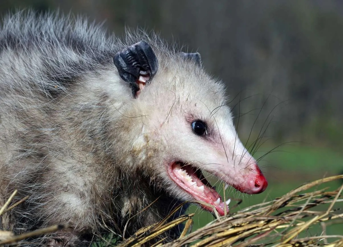 10-possum-facts-for-kids