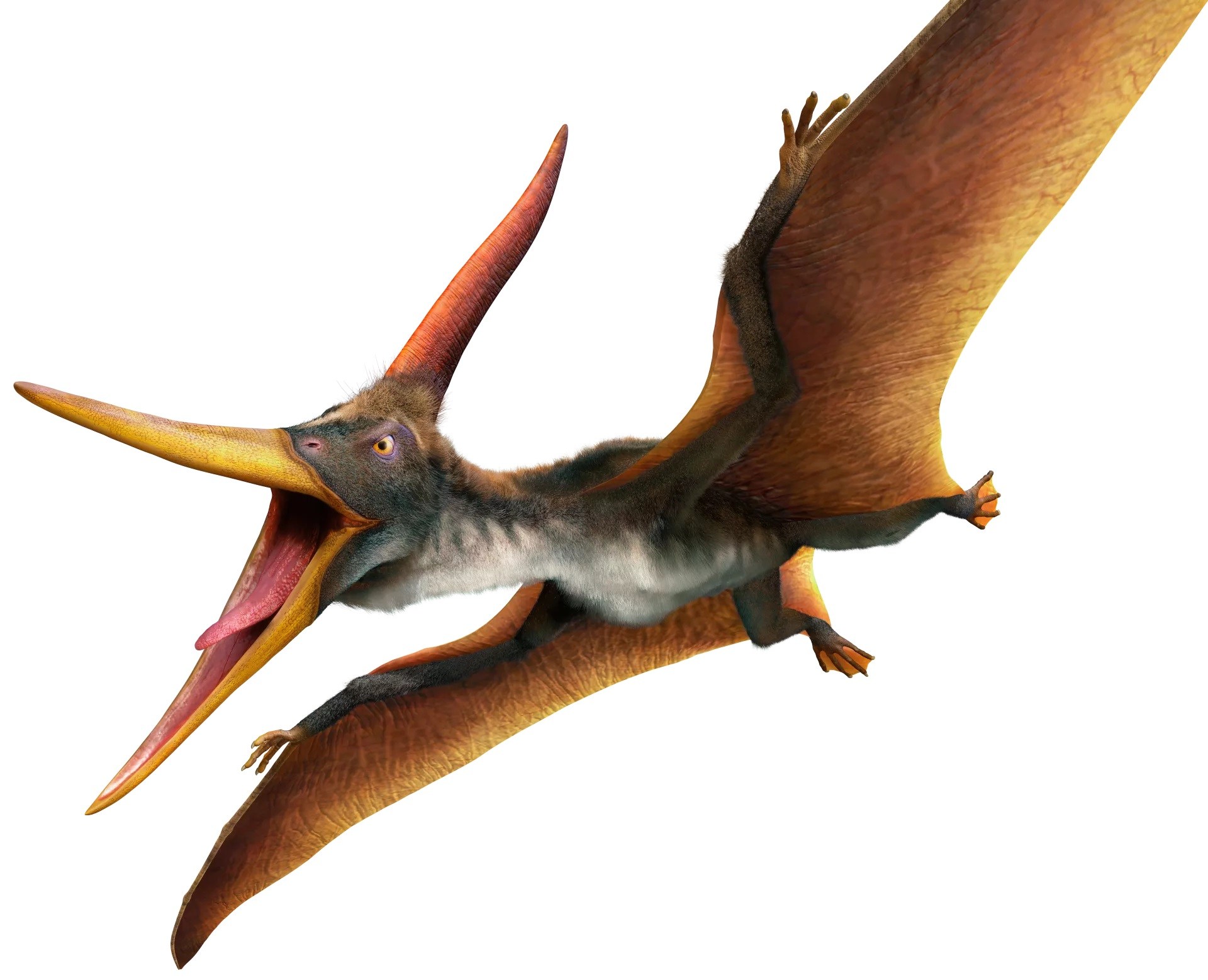 10 Pteranodon Facts For Kids - Facts.net