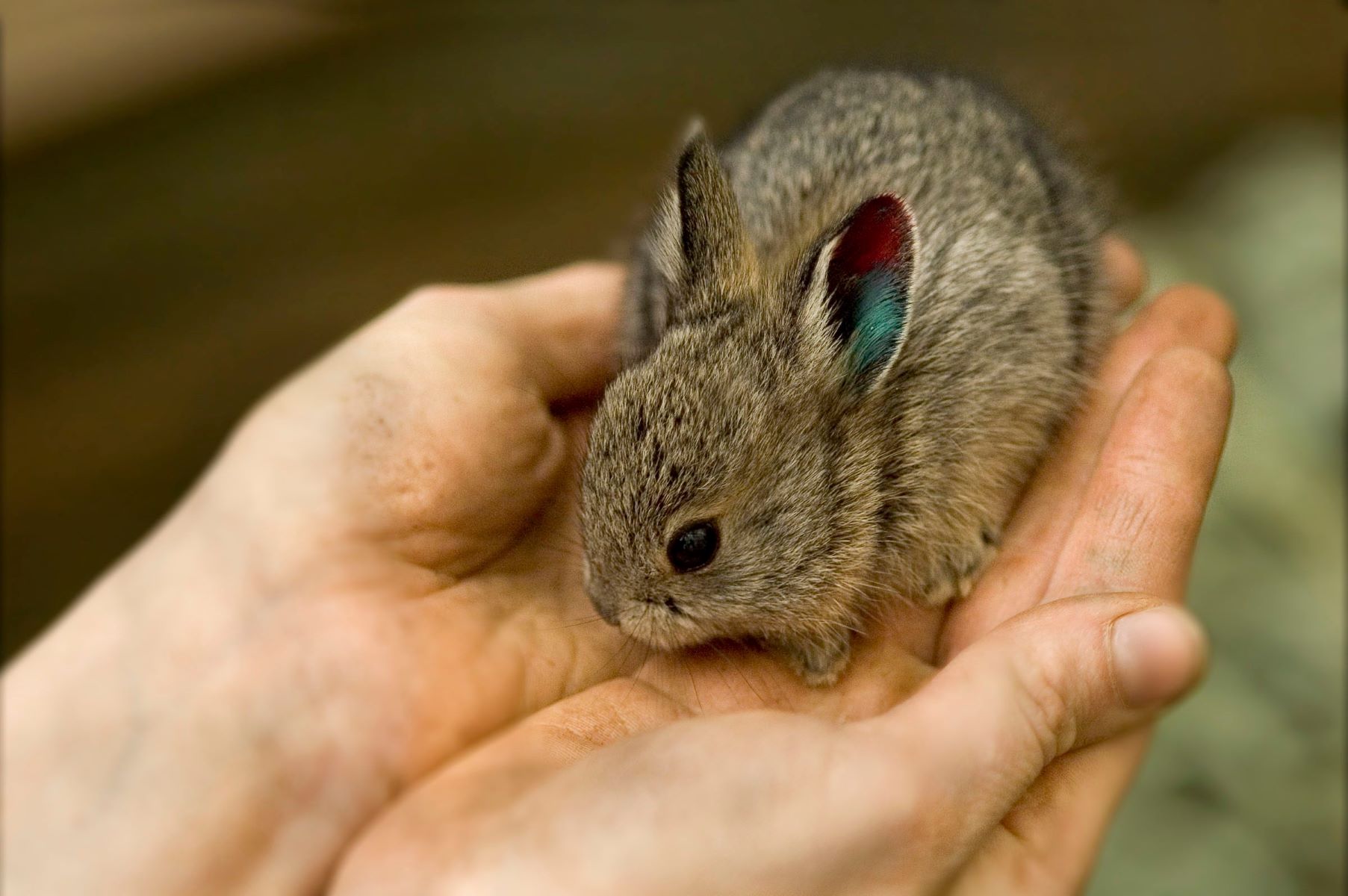 10-pygmy-rabbits-facts