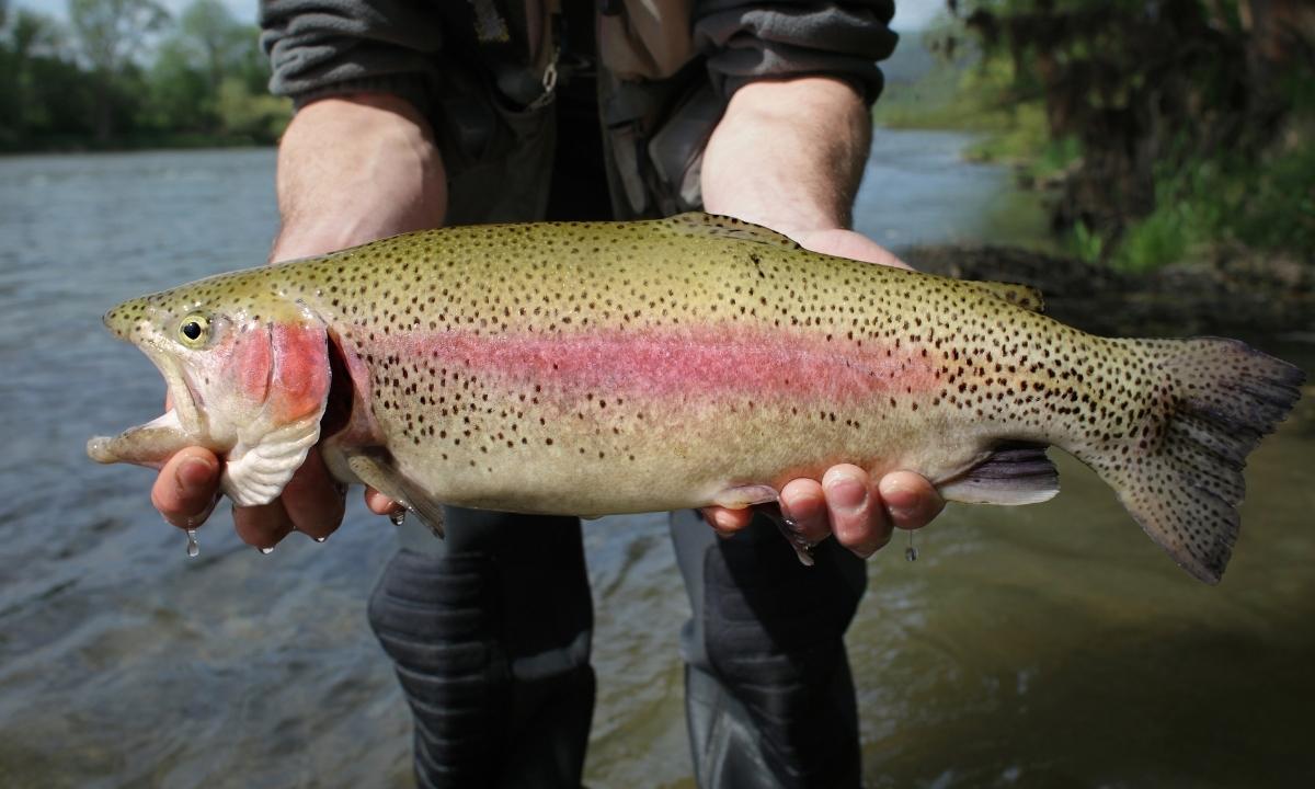 10 Rainbow Trout Spawning Facts 