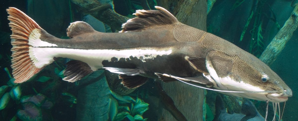 10-red-tailed-catfish-facts