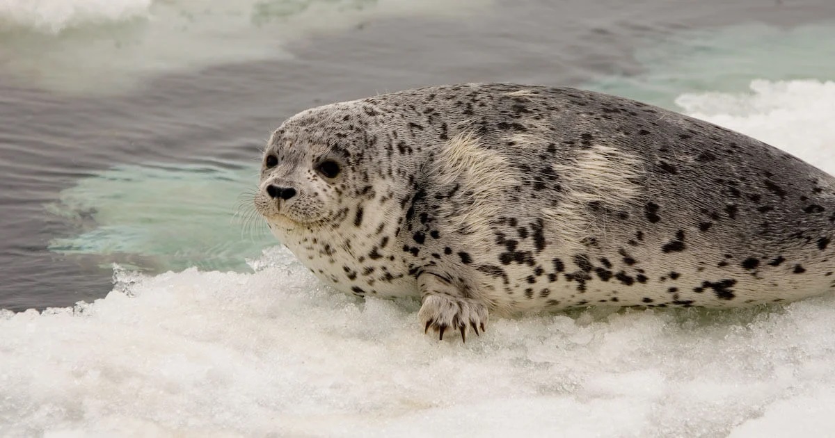 10-ringed-seal-facts