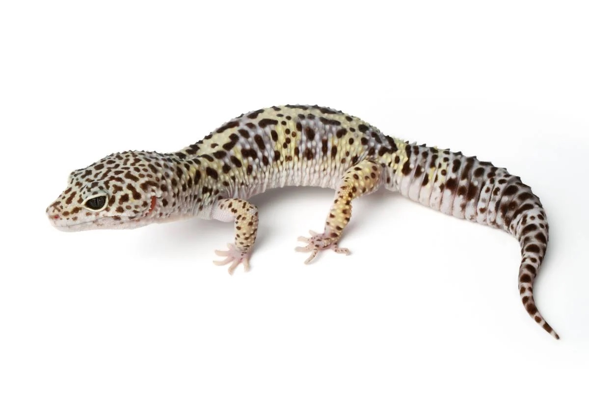 10-snow-leopard-gecko-facts