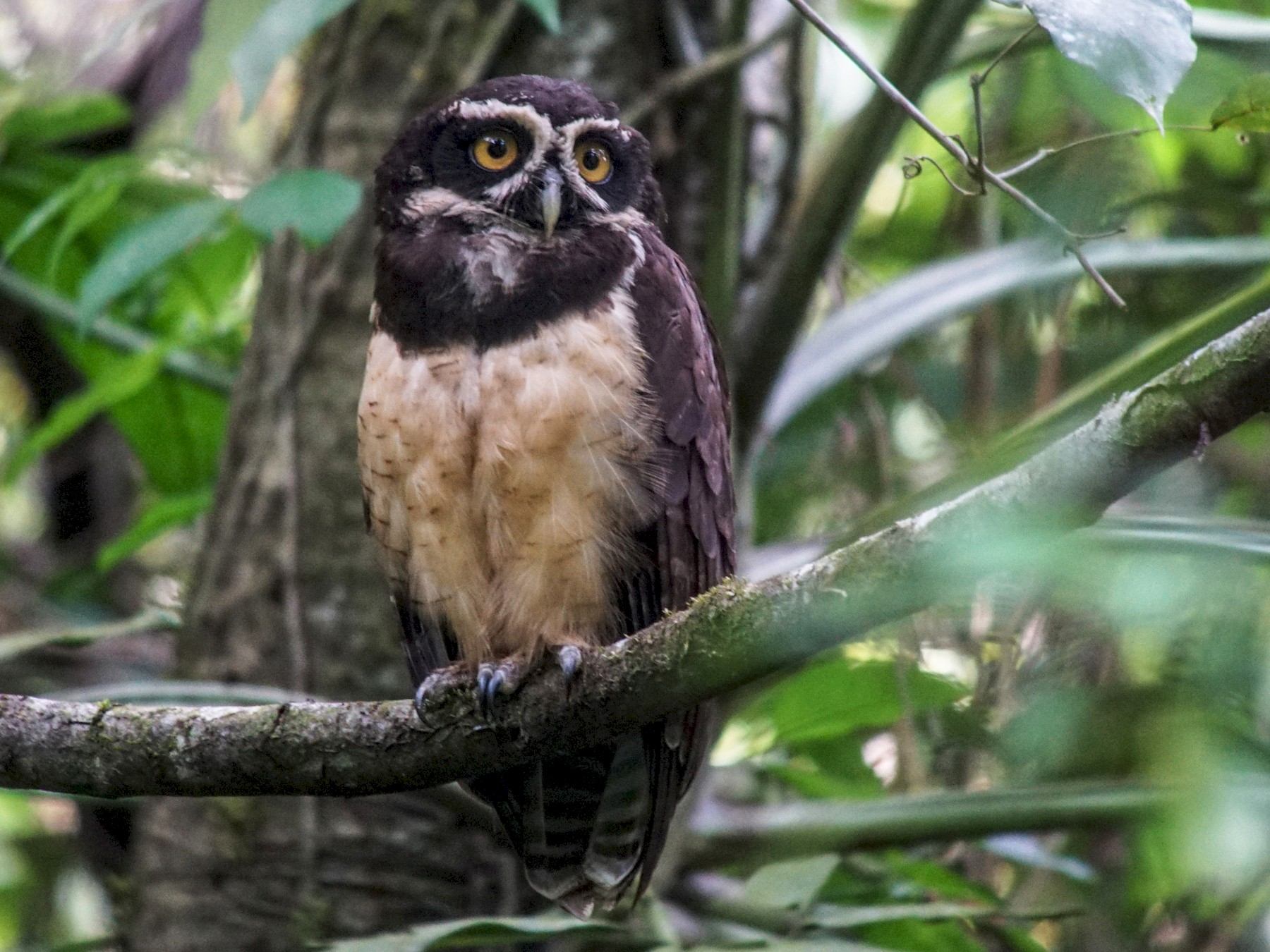10-spectacled-owl-facts
