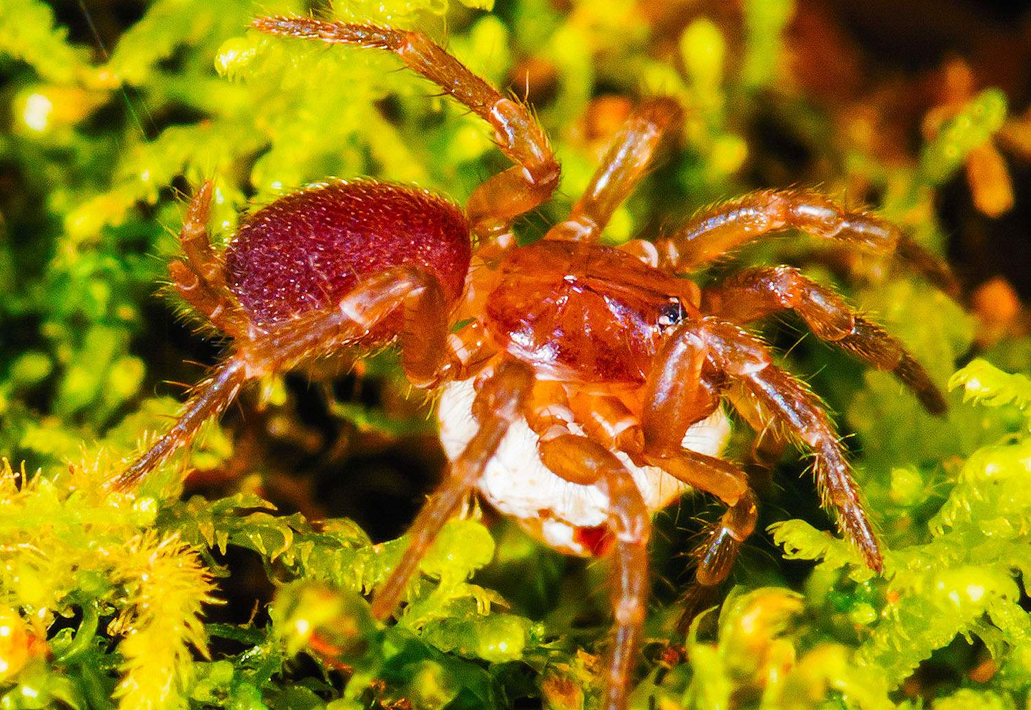 10-spruce-fir-moss-spider-facts