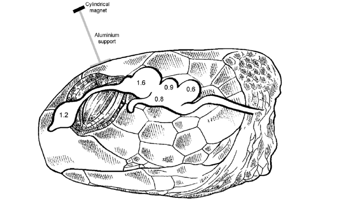 10-turtle-brain-facts
