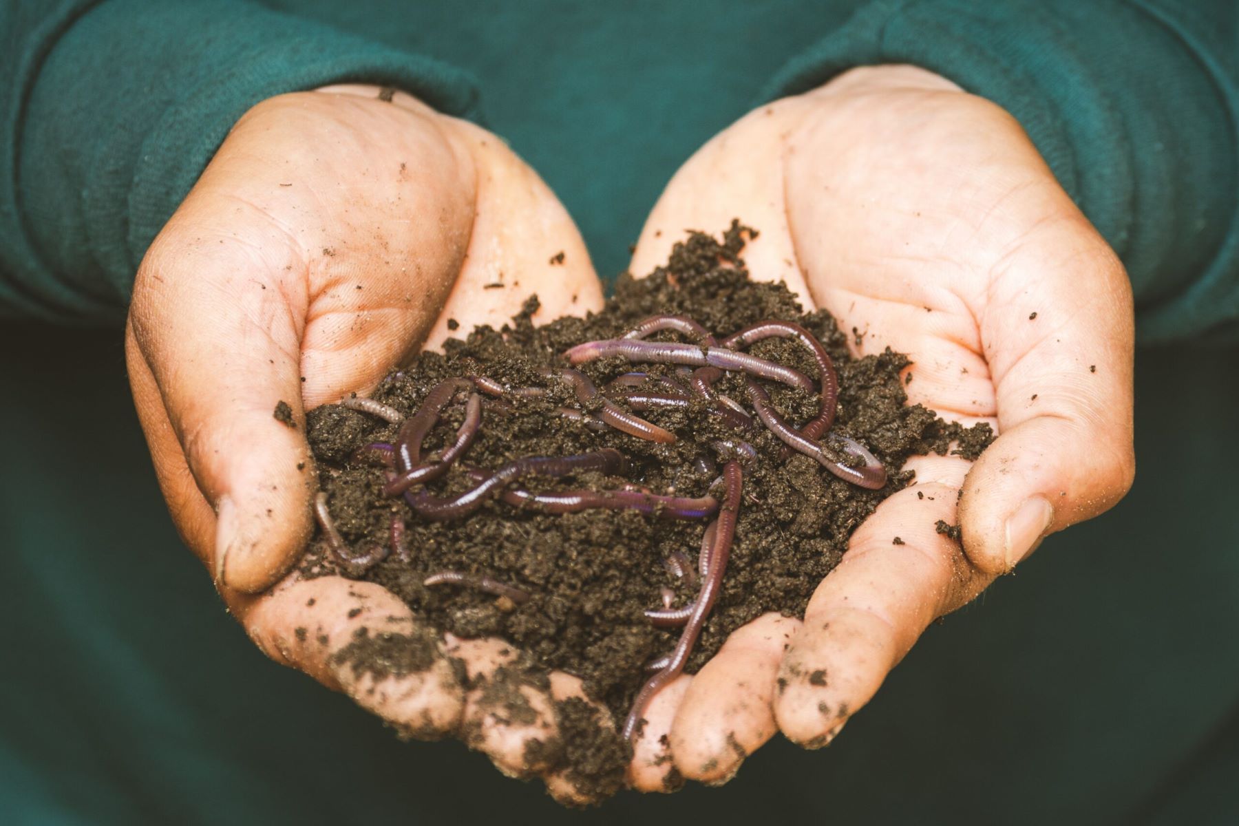 10-vermicomposting-facts