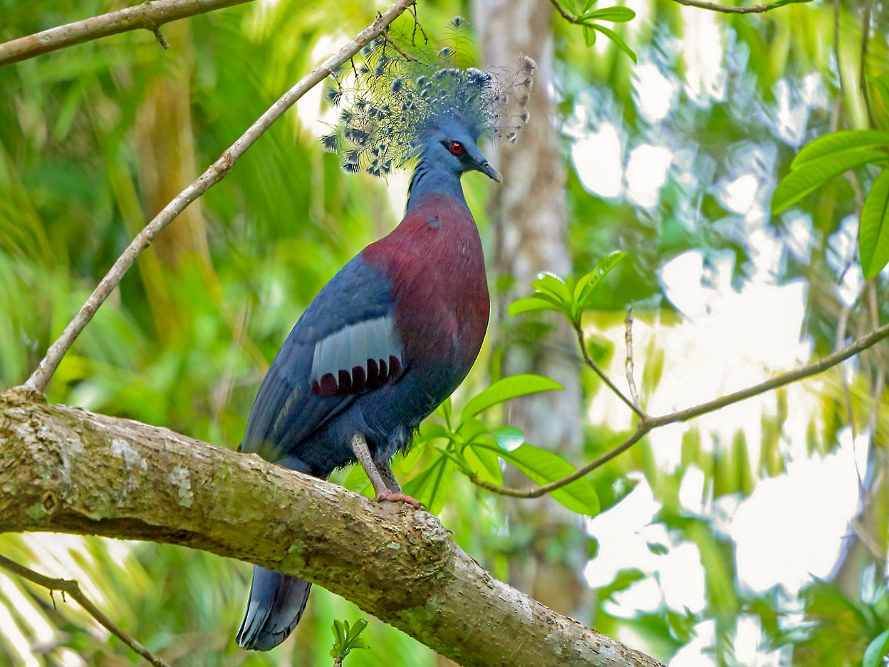 10-victoria-crowned-pigeon-facts