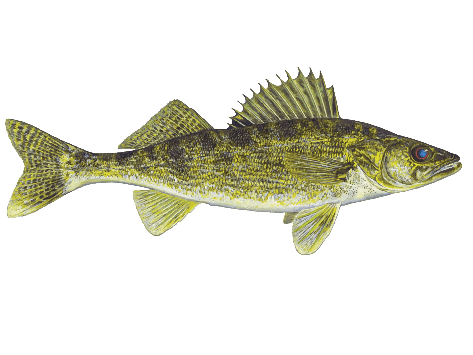 10 Walleye Facts 