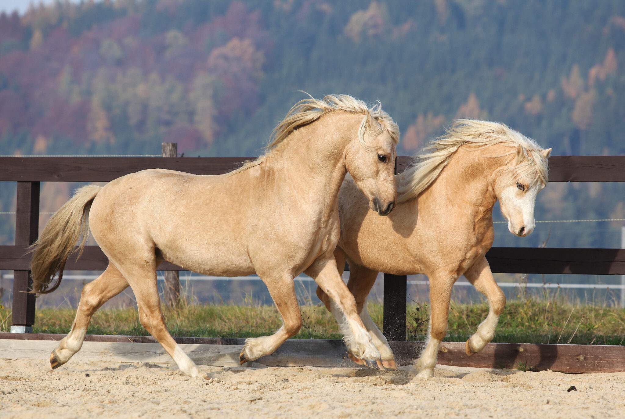 10-welsh-pony-facts