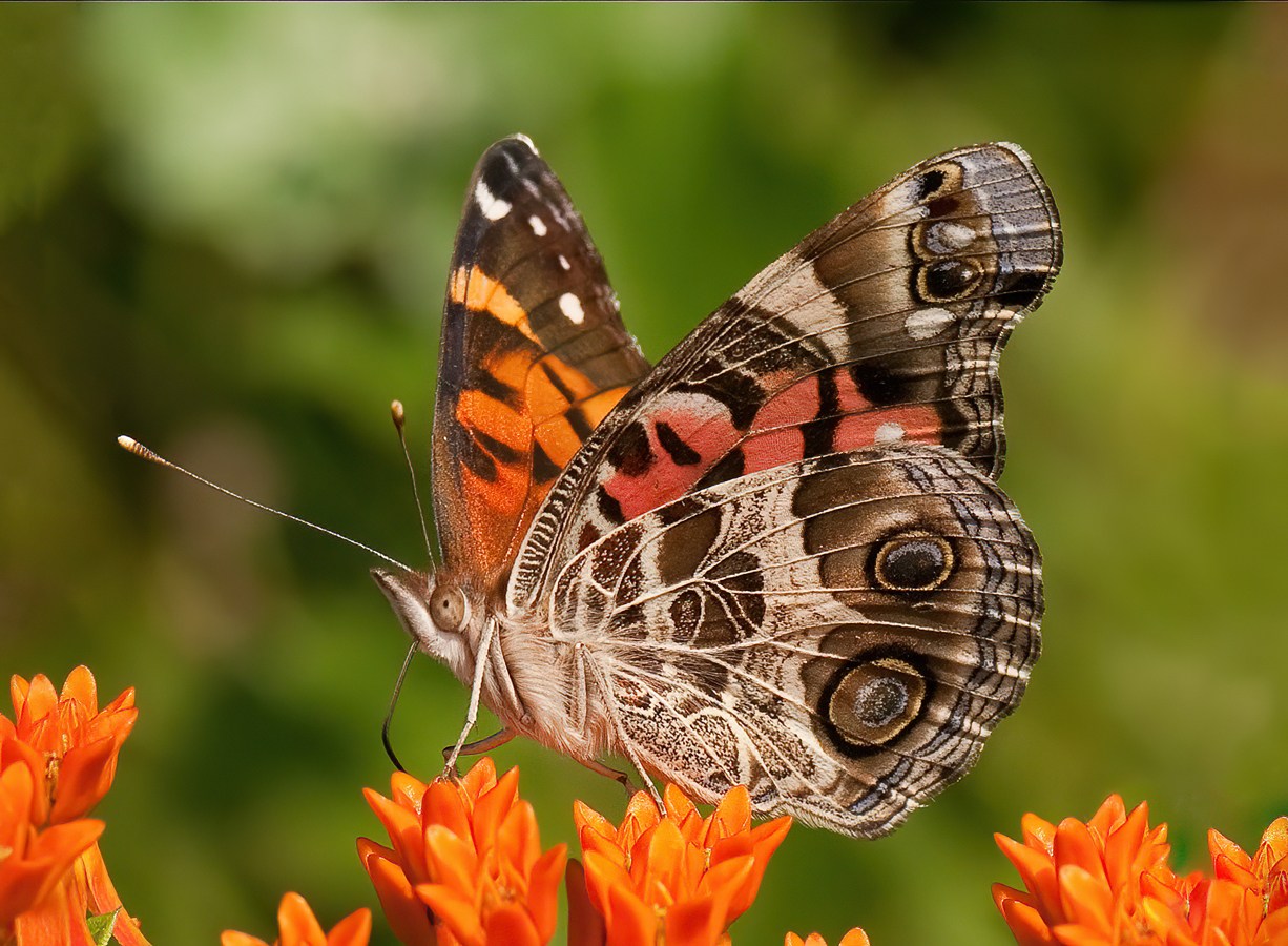 11-american-painted-lady-butterfly-facts