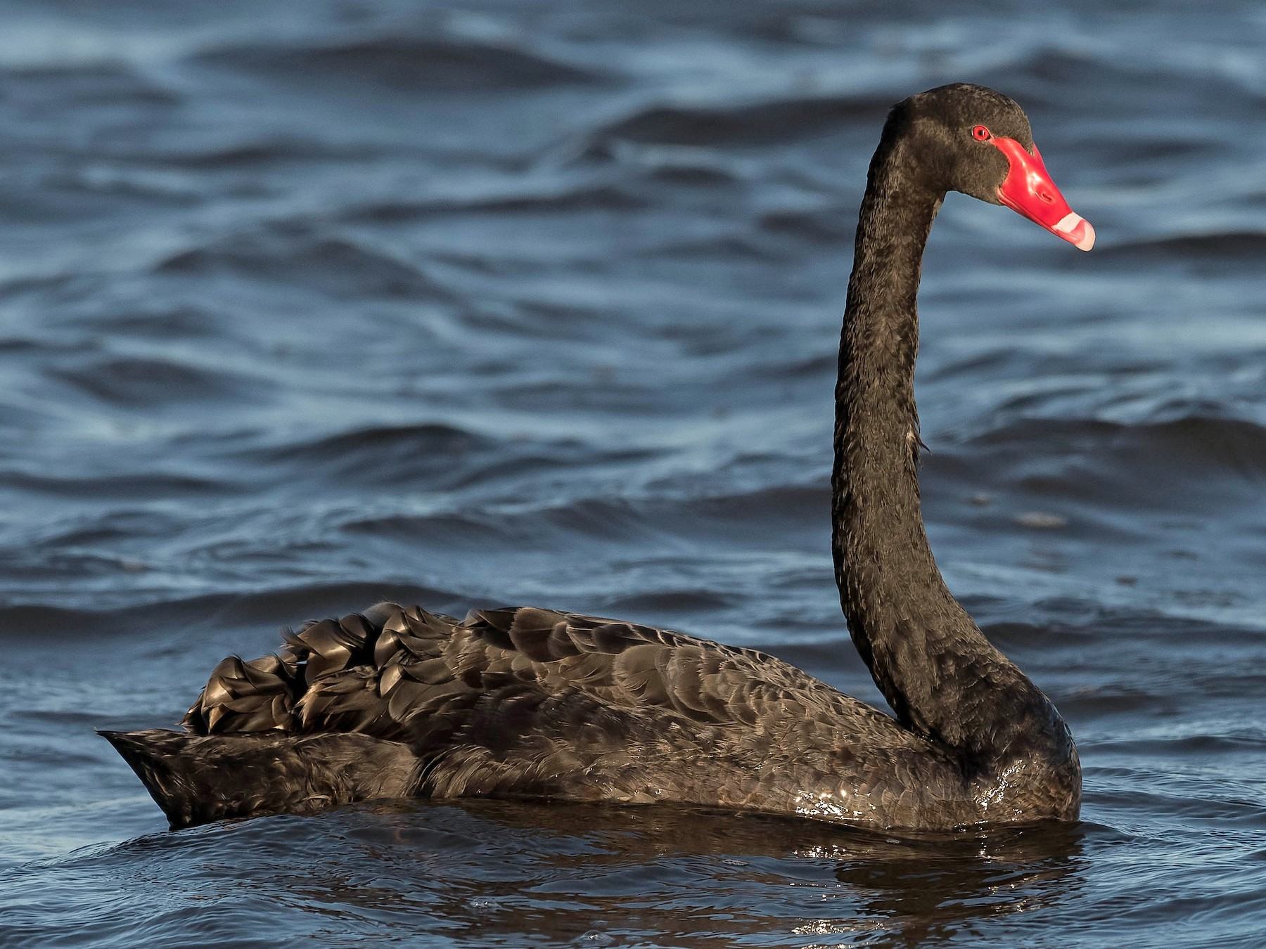 11-australian-black-swan-facts