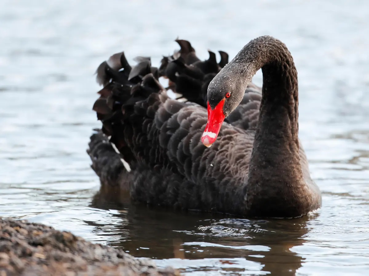 11-black-swan-bird-facts