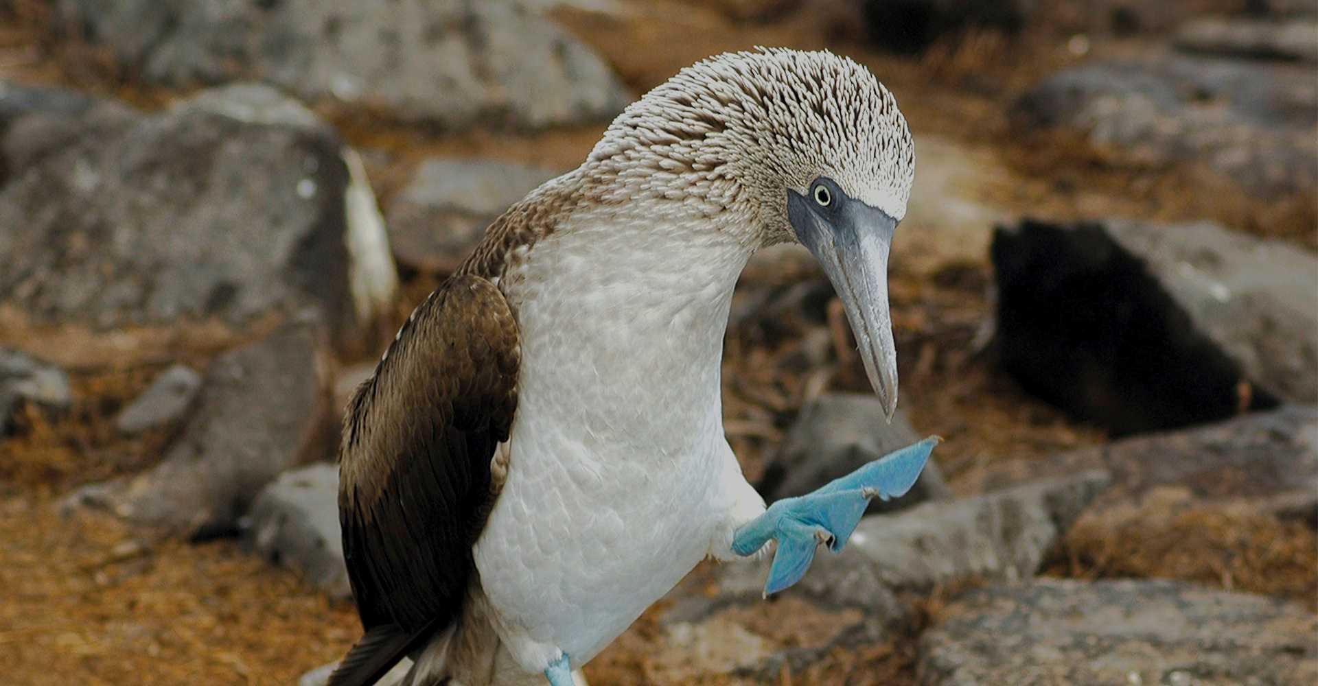 11-blue-footed-booby-interesting-facts